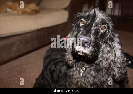 Black Cocker Spaniel con pelliccia grigia intorno alla bocca e gli occhi - pelliccia capelli cane spaniel amico amico cucciolo inglese cocker spaniel cane pistola Foto Stock