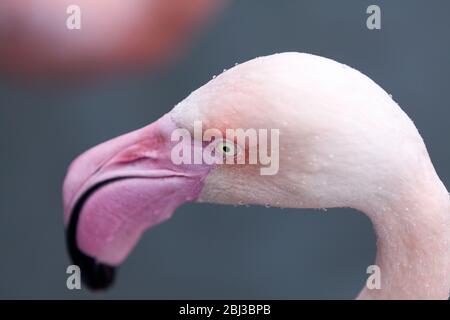 Un'immagine ravvicinata di una testa di fenicotteri rosa pallido che mostra chiaramente l'occhio di colore chiaro degli uccelli e il suo conto Foto Stock