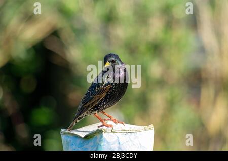 Un'arling (vulgaris di sturnus) in perches colorate di primavera del piumaggio guardando nella macchina fotografica Foto Stock