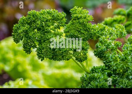 Prezzemolo da giardino (croccante di Petroselinum) primo piano delle foglie Foto Stock
