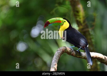 Toucan con fatturati a chiglia nella foresta pluviale Costa Rica Foto Stock