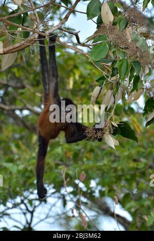 La mokey ragno nel Parco Nazionale del Corcovado Foto Stock