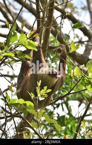 Due-toed sloth con il suo cub Foto Stock