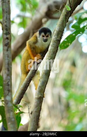 Scimmia scoiattolo nel Parco Nazionale del Corcovado Foto Stock