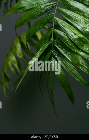 Palme tropicali con sfondo grigio - fuoco delicato Foto Stock
