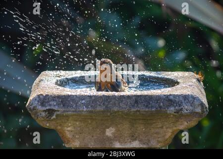 Un unico robin europeo (Erithacus rubecula) che si tuffa in un bagno di uccelli, Fife, Scozia. Foto Stock