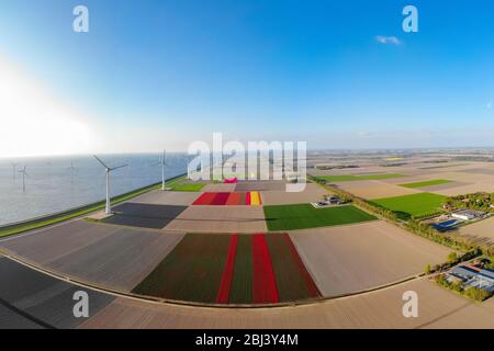 Drone che sorvola la fattoria di mulini a vento con campi di tulipano colorati nei paesi bassi Noordoostpolder, turbina a vento a energia verde in mare e terra Foto Stock