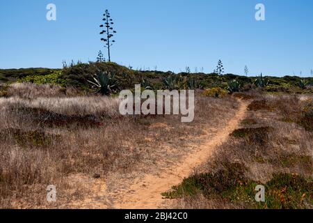 Sentiero sulle scogliere attraverso cespugli e prati secchi vicino a Carrapateira. Trekking con Backpacker solo sulla Rota Vicentina e il sentiero dei pescatori in Algarve Foto Stock