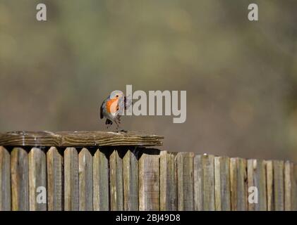 Robin europeo, Erithacus rubecula, su recinzione di legno con becco pieno di materiale di nidificazione, Regno Unito Foto Stock