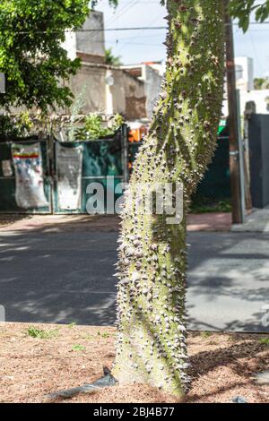 Tronco verde con grandi spine brune di albero di pentandra di Ceiba su una striscia mediana o riserva centrale, albero sacro nella mitologia maya Foto Stock