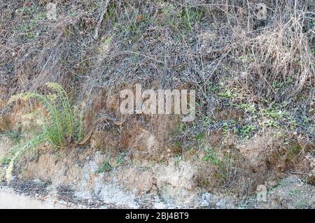 Serpente a quattro foderate, specie non venose camuffate in fogliame, Corfù, Grecia Foto Stock