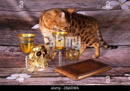 un varius jolly roger elemento con gatto dalla foto di vita, Foto Stock