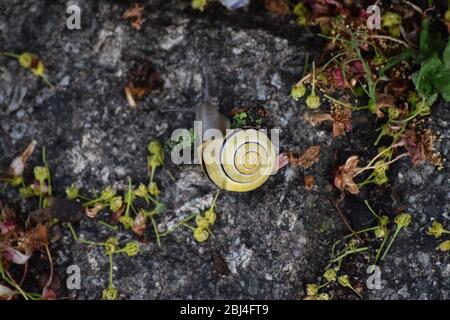 Chiocciola bianca su terreno roccioso Foto Stock