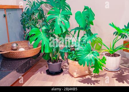 Immagine interna domestica delle piante interne grandi e voluminose popolari del vaso con i modelli dell'ombra delle foglie sul pavimento di legno. Foto Stock