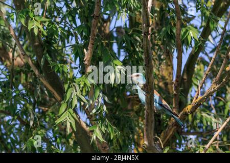 rullo europeo (coracias garrulus) in albero. Delta del Danubio Romania Foto Stock