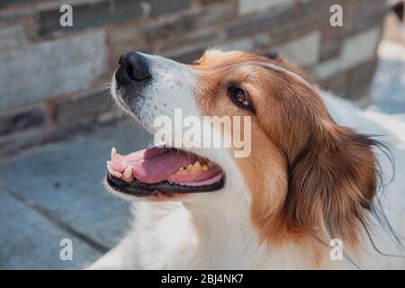 Cute cane pastore greco che guarda alto, colore bianco e marrone, vista primo piano testa animale, sfondo sfocato pietra. Animali domestici felici e cordiali Foto Stock