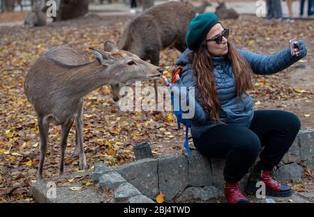 I cervi interagiscono con le persone al Nara Deer Park, nara, Giappone Foto Stock