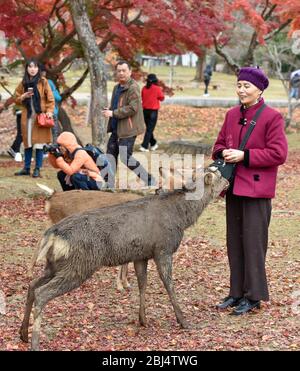 I cervi interagiscono e sono nutriti da persone al Nara Deer Park, nara, Giappone Foto Stock