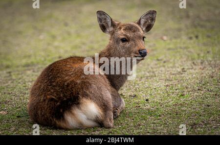 Cervi che vagano gratuitamente a Nara, Giappone, al Parco dei cervi di Nara. Foto Stock