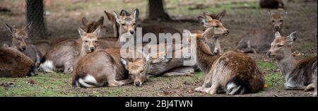 Cervi che riposano a Nara, Giappone, al Parco dei cervi di Nara. Foto Stock