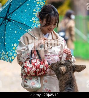 I cervi interagiscono e sono nutriti da persone al Nara Deer Park, nara, Giappone Foto Stock