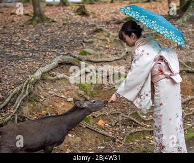 I cervi interagiscono con le persone al Nara Deer Park, nara, Giappone Foto Stock