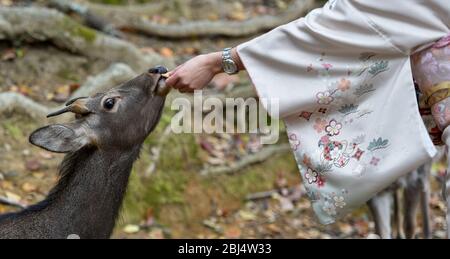 Il cervo è alimentato da una donna al Nara Deer Park, Nara, Giappone Foto Stock