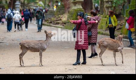 I cervi interagiscono con le persone al Nara Deer Park, nara, Giappone Foto Stock