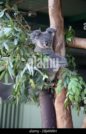 Koala Bears, Australia Foto Stock