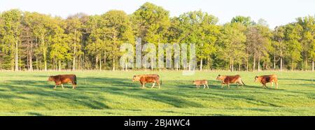 mucche limousin e vitelli in verde fresco prato di primavera con foresta sullo sfondo in caldo sole del mattino Foto Stock