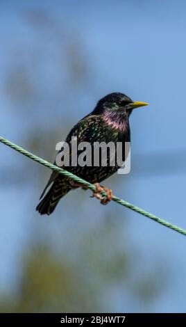 Comune starling (Sturnus vulgaris) in olourful primavera piumaggio perfed su filo rivolto a destra Foto Stock