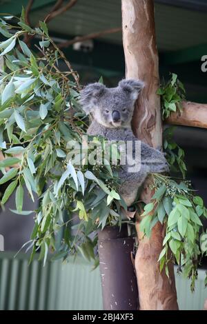 Koala Bears, Australia Foto Stock