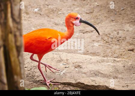 Scarlatto ibis Bird closeup (Eudocimus ruber) Foto Stock