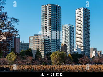 Una vista del moderno skyline di tokyo dal parco Uneo, il loto secco è in primo piano immagine dal laghetto shinobazu. Foto Stock