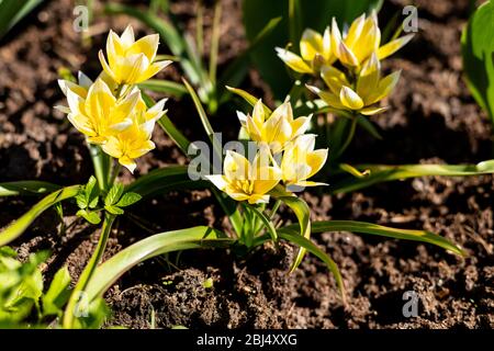 Tulipani selvatici gialli in fiore. tulipa selvatico tarda Dasistemon.flowers nel parco, tulipani selvatici, flowerbed.beautiful bouquet di tulipani. Tulipani colorati Foto Stock