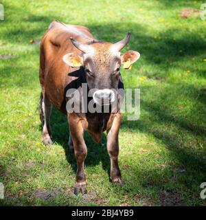 jersey bull si trova in verde prato verde e soleggiato primavera Foto Stock