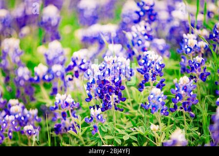 Una patch di bluebonnet selvaggi a Denison, Texas. Foto Stock