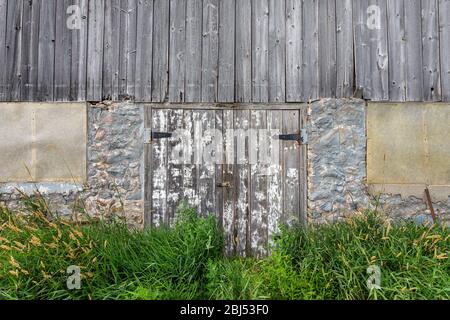Porta bianca intemperata che si trova nel muro di pietra di un fienile abbandonato che viene superato dalla natura. Foto Stock