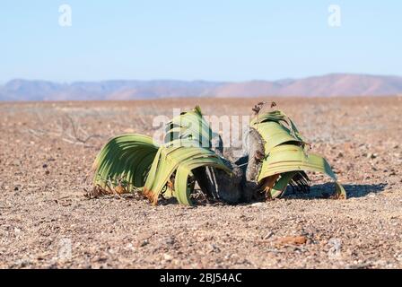 Welwitschia è una pianta originaria del deserto del Namib e dell'Angola. Prende il nome dal botanico austriaco e dal dottore Friedrich Welwitsch. Foto Stock