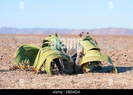 Welwitschia è una pianta originaria del deserto del Namib e dell'Angola. Prende il nome dal botanico austriaco e dal dottore Friedrich Welwitsch. Foto Stock