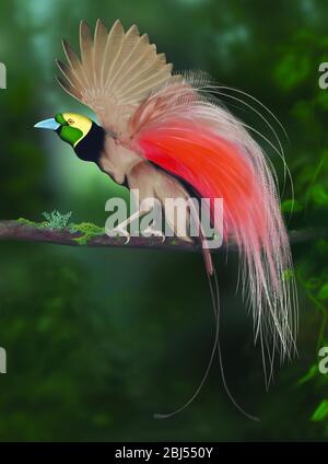 Raggiana uccello del paradiso visualizzati in Papua Nuova Guinea - uccello seduto sul ramo, Papua Nuova Guinea. Foto Stock