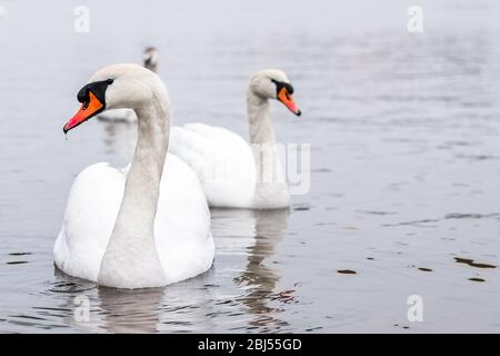 Due cigni bianchi a Wilstone Reservoir, vicino al villaggio di Tring, in Hertfordshire, Inghilterra. Foto Stock