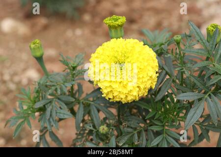 Marigold Flower (gada flower) vista dall'alto nel giardino, Gold Marigold affascina la nostra mente. Foto Stock