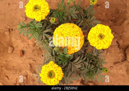 Marigold Flower (gada flower) vista dall'alto nel giardino, Gold Marigold affascina la nostra mente. Foto Stock