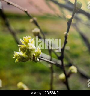 Foglie di ribes nero in fiore nel giardino. Primavera Foto Stock