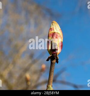 Fioritura di castagno cavallo contro il cielo blu. Molla. Grande fiore gemma. Foto Stock