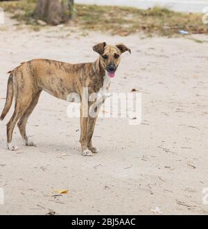 simpatico cane marrone che si trova ancora sulla spiaggia Foto Stock