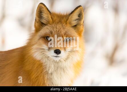 Fauna selvatica in Alaska'a inverno nevoso Foto Stock