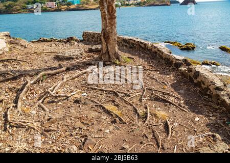 Le radici di un albero che si stacca al di sopra del livello del terreno in un'area racchiusa da un muro di pietra in alto sopra il mare sullo sfondo di Meadow's Battery 1898 Foto Stock