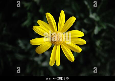 Grande margherita giallo: Euryops. Fiore singolo. Foto Stock